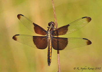 Libellula luctuosa, female